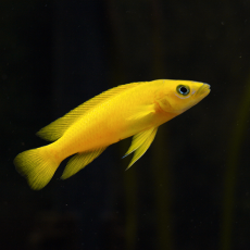 Лампрологус лелеупи (Lamprologus leleupi)