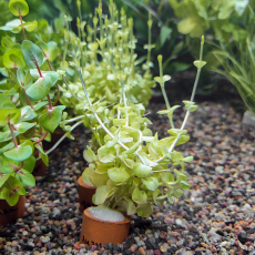 Лизимахия Аурея (с грузом) (Lysimachia nummularia Aurea)