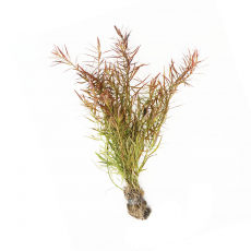 Людвигия дугообразная (с грузом)