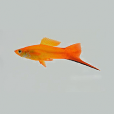 Меченосец Сансет