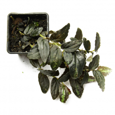 Пеллиония (Pellionia Repens)