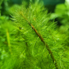 Перистолистник Скабратум, зеленый  (с грузом) (Myriophyllum scabratum)