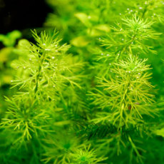 Перистолистник элатиноидес (в горшке) (Myriophyllum elatinoides)