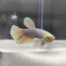 Петушок Слоновье Ухо (самец) (Betta splendens)