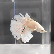 Петушок Халфмун Дамбо (самец) (Betta splendens)