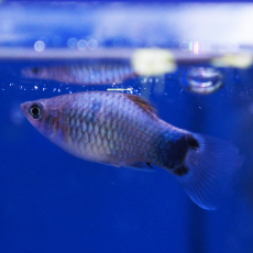 Пецилия голубая Микки Маус