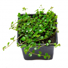 Пилея (Pilea Depressa)