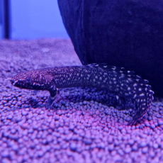 Полиптерус орнатипинис