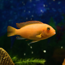 Псевдотрофеус зебра красный Минос Риф L (Maylandia zebra Minos Reef)