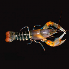 Рак желтый тигровый (Cherax papuanus)