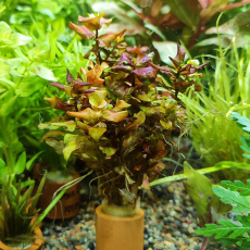 Ротала макрандра мини (с грузом) (Rotala macrandra Mini)