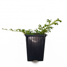 Селагинелла (Selaginella Uncinata) СВ
