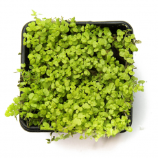 Солейролия (Soleirolia Aurea)