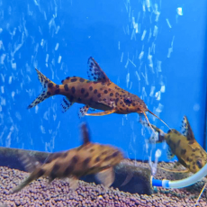 Сом Синодонтис кукушка (S) (Synodontis multipunctatus)