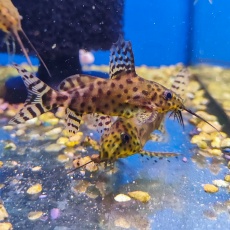 Сом Синодонтис эуптерус (S) (Synodontis eupterus)