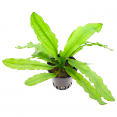 Эхинодорус Майор L (в горшке) (Echinodorus major)