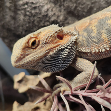 Агама бородатая hypo Leatherback L