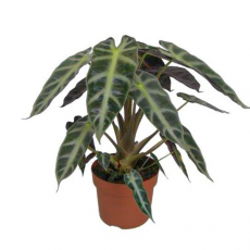 Алоказия Бамбино (Alocasia Bambino Dolc'amore)