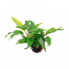 Анубиас бартера Глабра (Anubias barteri var. Glabra) (горшок)