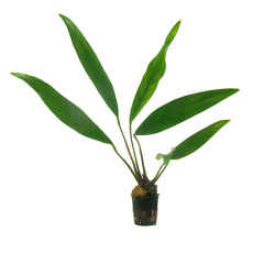 Анубиас ланцеолята L (Anubias lanceolata)