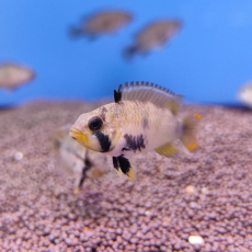 Апистограмма пандуро (Apistogramma panduro)