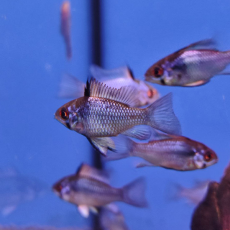 Апистограмма рамирези Сапфир (Mikrogeophagus ramirezi)