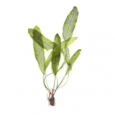 Апоногетон хенкеля (Aponogeton henkelianus)