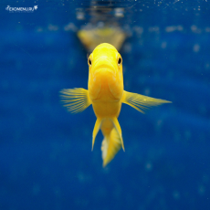 Лабидохромис Еллоу XL (Labidochromis caeruleus var. “Yellow”)