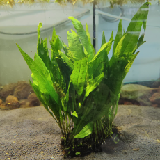 Папоротник тайландский (на пластинке) (Microsorum pteropus)