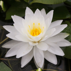 Нимфея  Perry’s Double White, белый, корневище