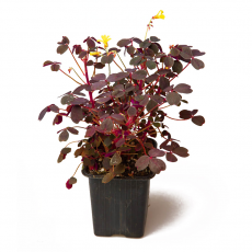 Оксалис (Oxalis vulcanicola ‘Plum’)
