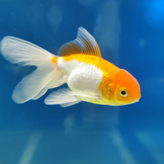 Золотая рыбка Оранда красно-белая (ML) (Carassius auratus var.)