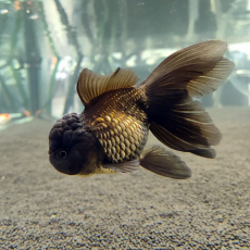 Золотая рыбка Оранда черная (L) (Carassius auratus var.)