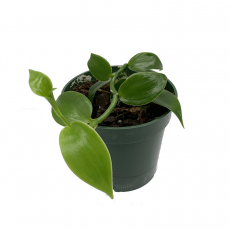 Орхидея (Vanilla Planifolia)