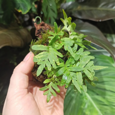 Полиподиум (Polypodium Cambricum)