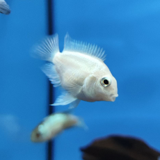 Попугай платиновый (Cichlasoma sp.)