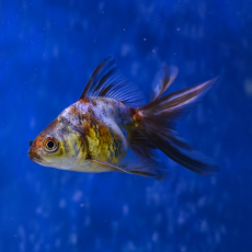 Золотая рыбка Риукин ситцевый ML (Carassius gibelio forma auratus)