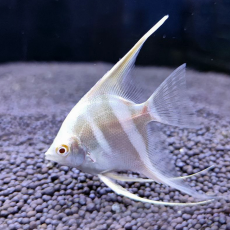 Скалярия Дантум альбино S (Pterophyllum sp. Dantum Albino)
