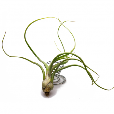 Тилландсия (Tillandsia Baileyi)