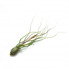 Тилландсия (Tillandsia Butzii)