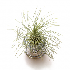 Тилландсия (Tillandsia Fuchsii Argentea)