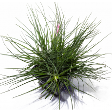 Тилландсия (Tillandsia Schiedeana), S