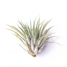 Тилландсия (Tillandsia lonantha Silver)