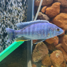 Хаплохромис васильковый XL (Sciaenochromis ahli)