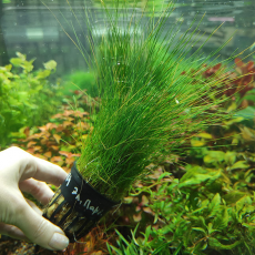 Элеохарис парвула (в горшке) (Eleocharis parvula)
