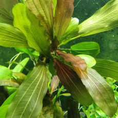 Эхинодорус Большой Медведь L (в горшке) (Echinodorus Big Bear)