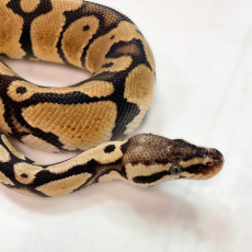 Королевский питон "Pastel het desert ghost" , S-M (Германия)