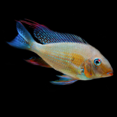 Акарихт хеккеля (Acarichthys heckelii)