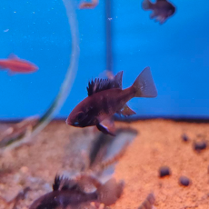 Апистограмма рамирези Темный рыцарь (Mikrogeophagus ramirezi)