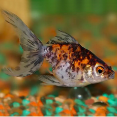 Золотая рыбка Веерохвост ситцевый М (Carassius auratus auratus)